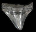 Sharply Serrated Megalodon Tooth - South Carolina #35410-1